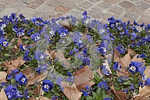 Viola wittrockiana in bloom