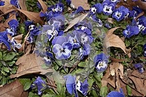 Viola wittrockiana in bloom