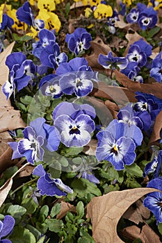 Viola wittrockiana in bloom
