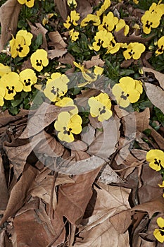 Viola wittrockiana in bloom