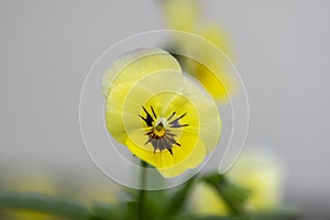 Viola wittrockiana colorful garden pansy flowers in bloom, beautiful small flowering plant, yellow purple color