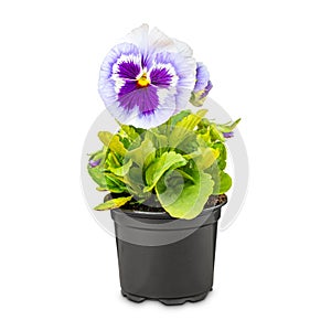 Viola wittrockiana flower