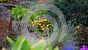 Viola wittrockiana flowers in a garden are moving in wind.