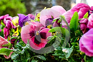 Viola wittrockiana Gams, pansies, multi-colored flowers