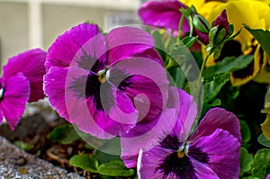 Viola wittrockiana Gams, pansies, multi-colored flowers