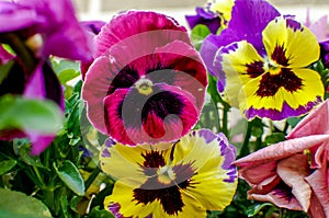 Viola wittrockiana Gams, pansies, multi-colored flowers