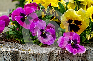 Viola wittrockiana Gams, pansies, multi-colored flowers