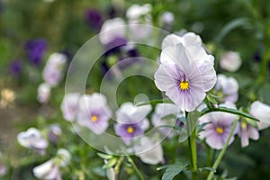 Viola wittrockiana garden pansy in bloom, light colors