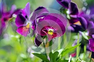 Viola wittrockiana garden pansy flowers in bloom, dark blue purple flowering plants, group of pansies