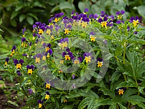 Viola wittrockiana on garden at spring