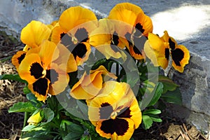 Viola wittrockiana garden yellow brown violets.