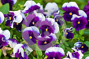 Viola wittrockiana Inspire Plus Beaconsfield breed - purple and white large-flowered garden pansies