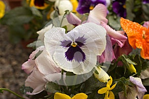 Viola wittrockiana tricolor pansy with dew drops