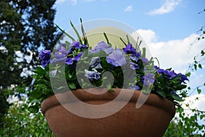 Viola x wittrockiana 'True Blue' flowers in a flower pot in May. Berlin, Germany