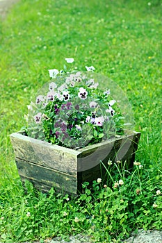Viola in wooden pot
