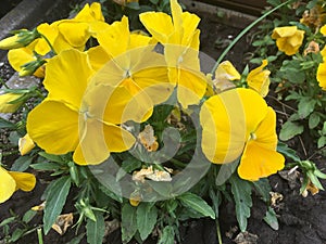 Viola Yellow flowers