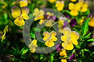 Viola and yellow tricolor pansy, flower bed bloom in the garden.