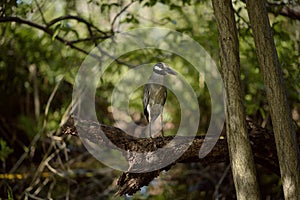 Violacea nyctanassa night heron