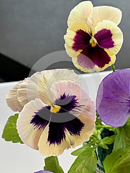 Violaceae Viola