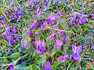 Violaceae. Violet in nature. Spring flowers.