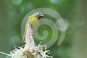 Violaceous euphonia