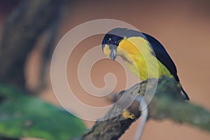 Violaceous euphonia
