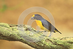 Violaceous euphonia