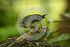 The violaceous euphonia Euphonia violacea