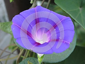 Violaceous morning-glory flower