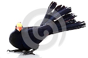 Violaceous Turaco