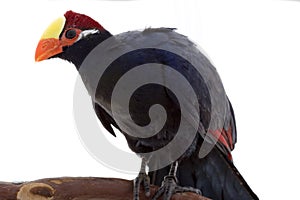 Violaceous Turaco
