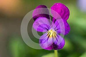 Violas or Pansies Closeup in a Garden photo