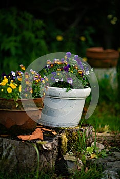 Violas Planted in Rustic Containers in a Country Garden
