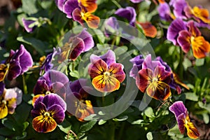 Violas