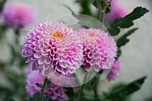 Violent chrysanthemums flower