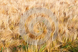 Violent earing of barley. Agricultural background. Barley field