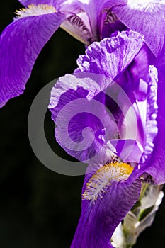 Violent iris flower closeup