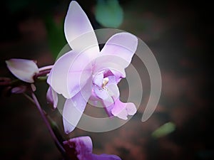 A violent  orchid in the garden