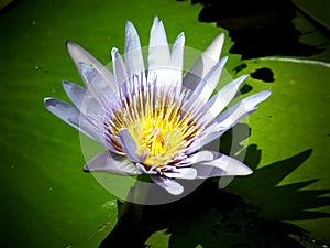 Violet acuatic flower