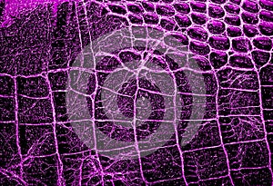 Violet alligator patterned background
