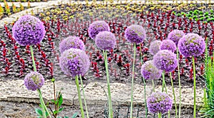 Violet Allium flowers, ball flower, genus of monocotyledonous