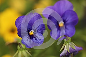 Violet alpine flowers blooming closeup