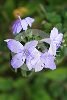 Violet Anchovies