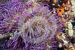 Violet anemone tentacles detail