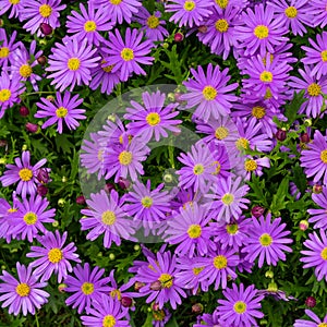 Violet Aster Alpinus blooming in the garden photo