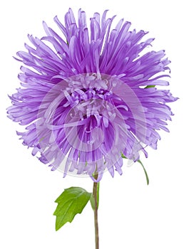 Violet aster flower