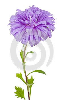 Violet aster flower