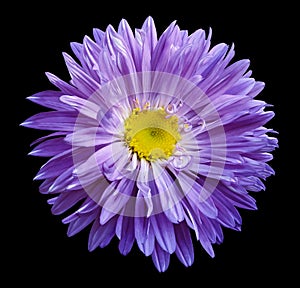 Violet Aster flower on the black isolated background with clipping path. Flower for design, texture, postcard, wrapper. Closeup.