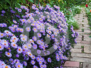 Violet aster flowers lining a garden path