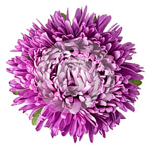 Violet aster isolated